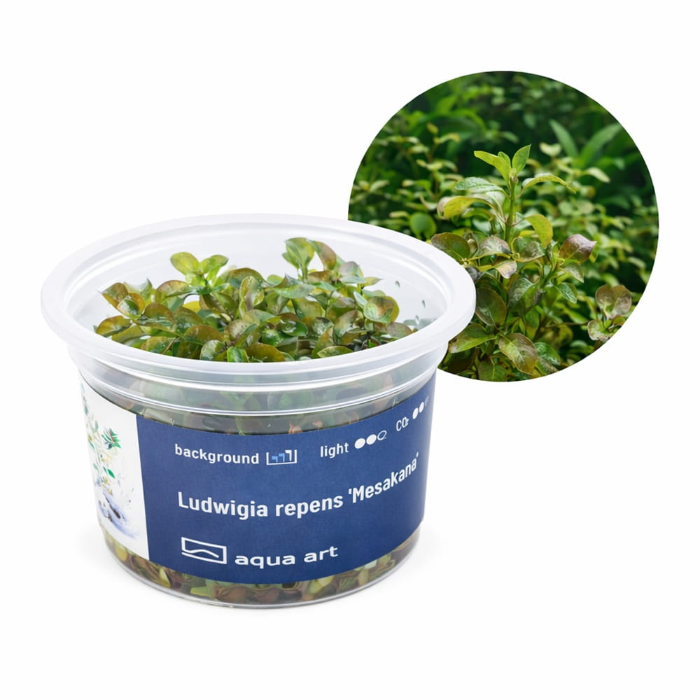 Ludwigia repens 'Mesakana' in vitro.jpg